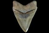Serrated, Fossil Megalodon Tooth - Collector Quality #87080-2